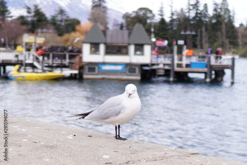 seagull in lake and mountain background in winter time Queenstown New Zealand