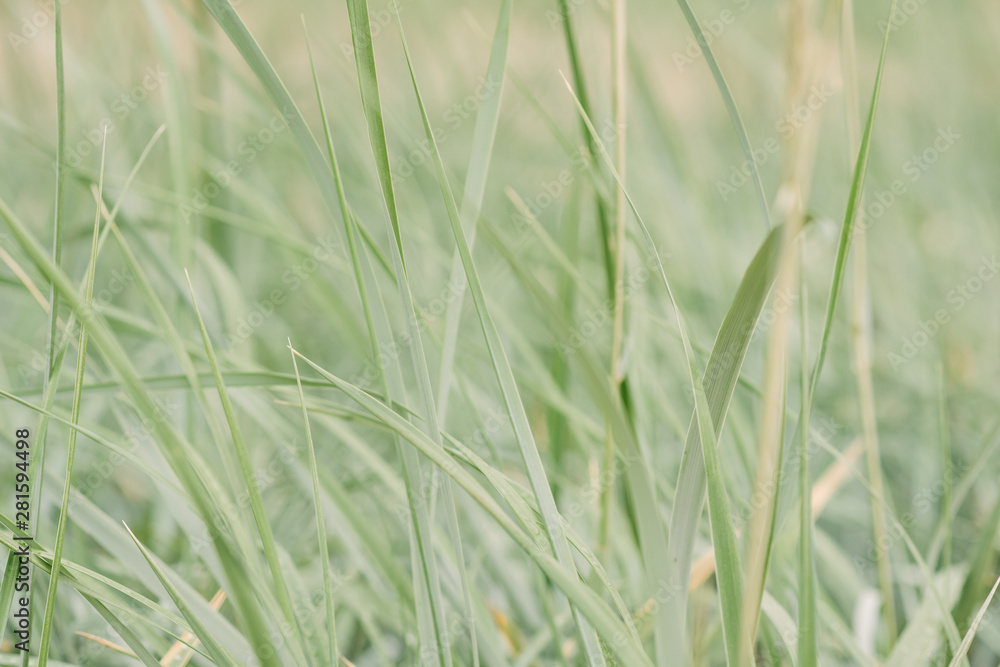 Naklejka premium emerald grass with dew