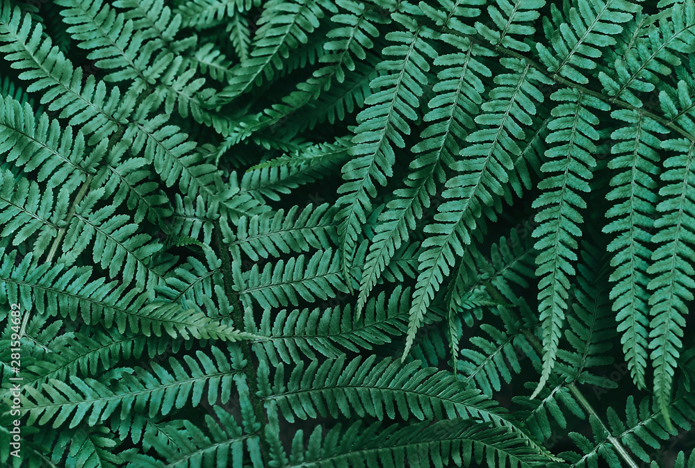 Perfect natural young fern leaves pattern background. Dark and moody feel. Top view.