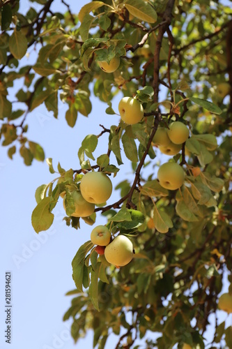Apple in the Branch