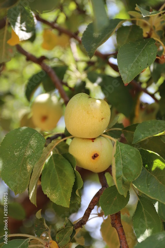Apple in the Branch