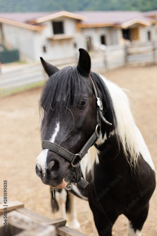 Fototapeta premium portrait of a horse