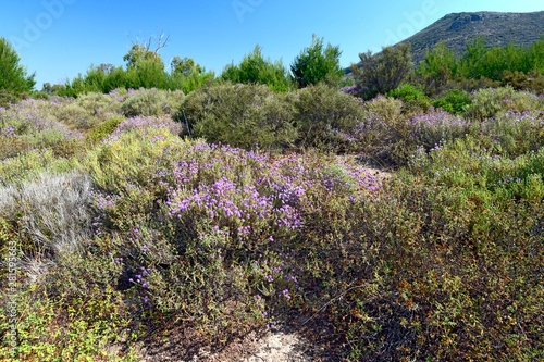 Naturlandschaft im Westen des Peloponnes, Griechenland photo