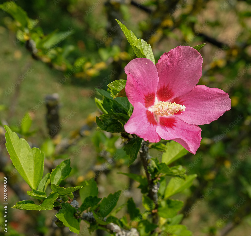 Fototapeta premium Rosa Blüte einer Malve