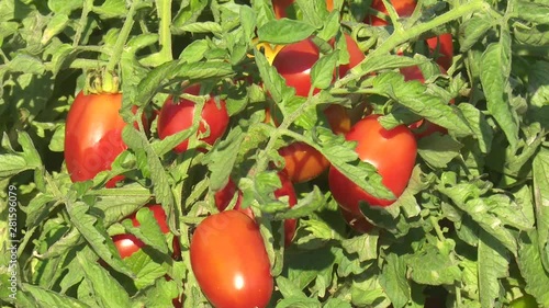 Green and Red Tomato Garden in Greenhouse