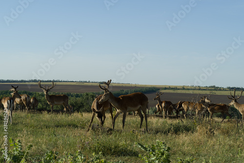 Deer in the meadow on a sunny day