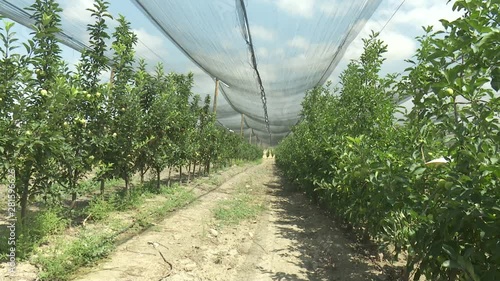 Apple Tree Garden Red Green