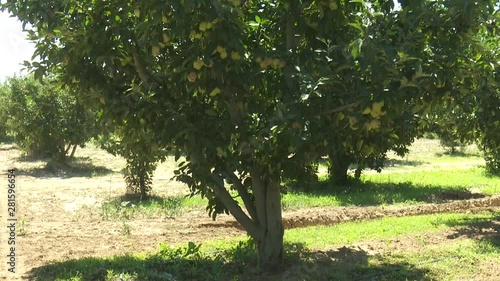 Apple Tree Garden Red Green