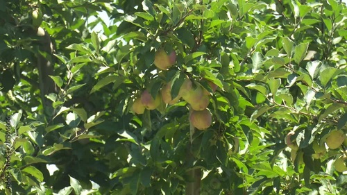 Apple Tree Garden Red Green