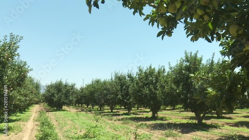 Apple Tree Garden Red Green