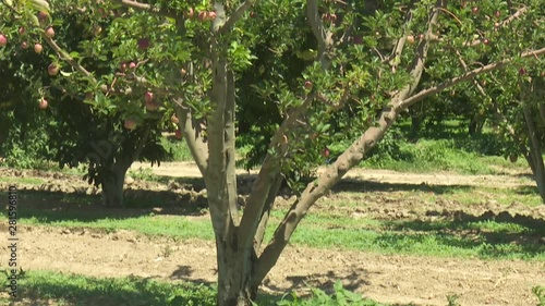 Apple Tree Garden Red Green