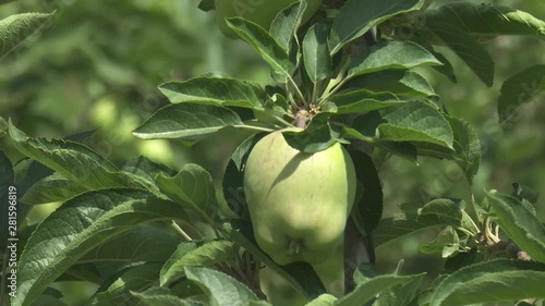 Apple Tree Garden Red Green