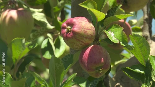 Apple Tree Garden Red Green
