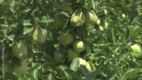 Apple Tree Garden Farm Green Red