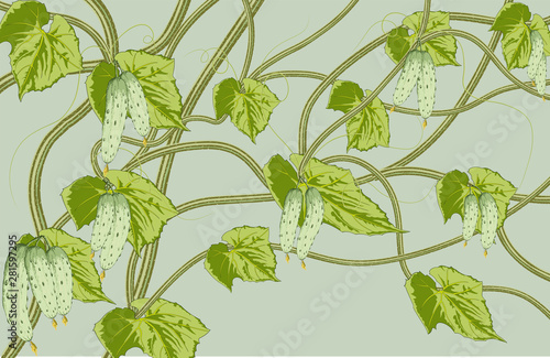 illustration of cucumber and leaf cucumber background