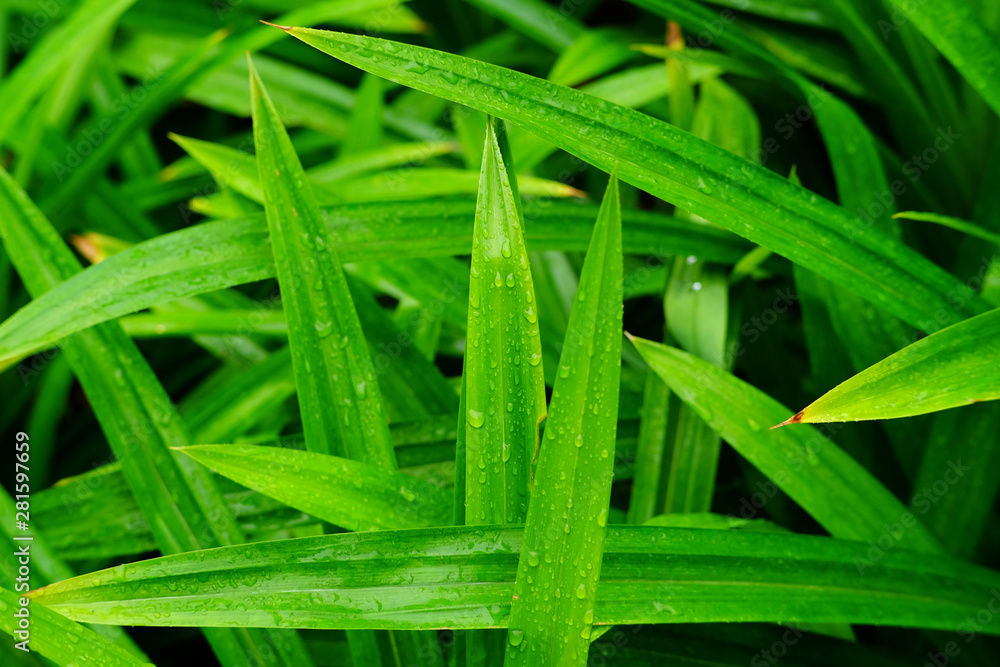 fresh green pandan leaf with water drop fresh green pandan leaf with water drop