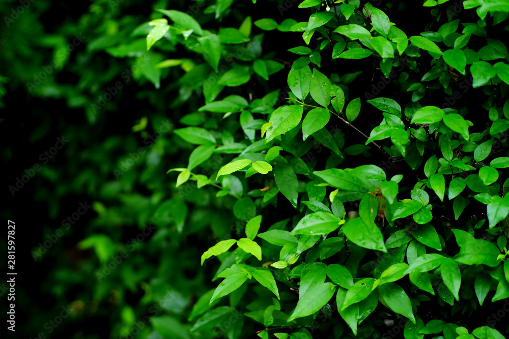 green leaf of bush in garden green leaf of bush in garden