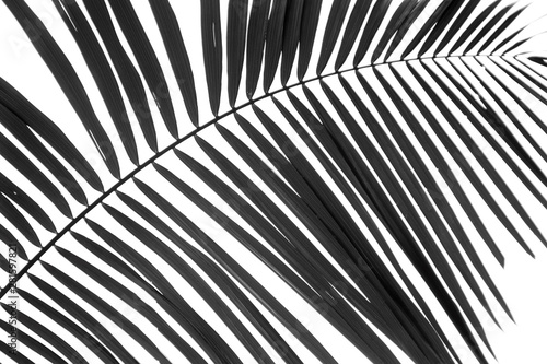 black and white palm leaf