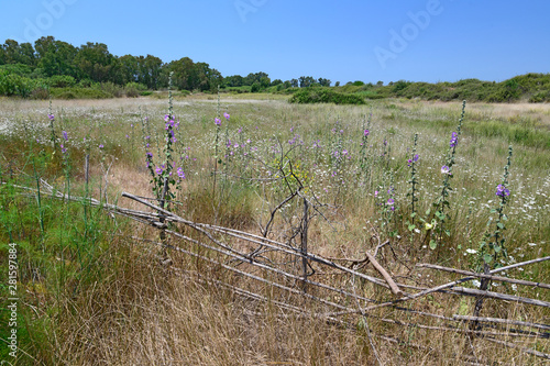 Violette Königskerze (Verbascum phoeniceum), Peloponnes, Griechenland - purple mullein in Greece photo