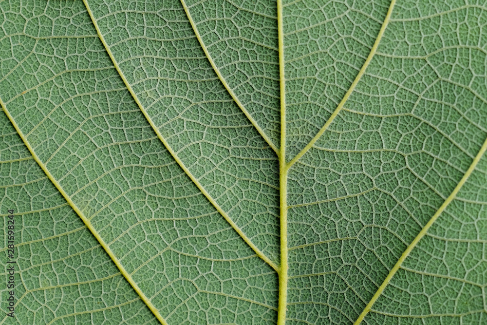 green leaf texture green leaf texture