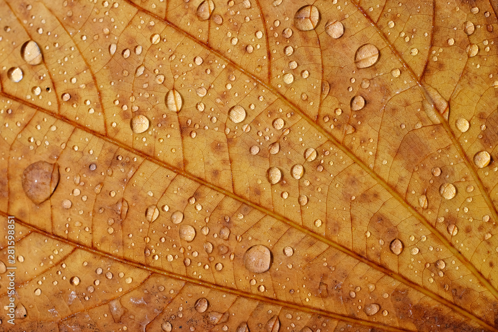 Fototapeta premium water drop on brown leaf texture