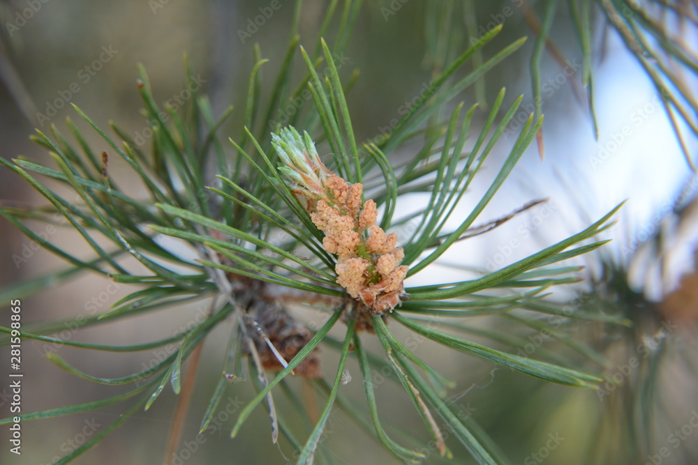 pine tree branch with cones pine tree branch with cones