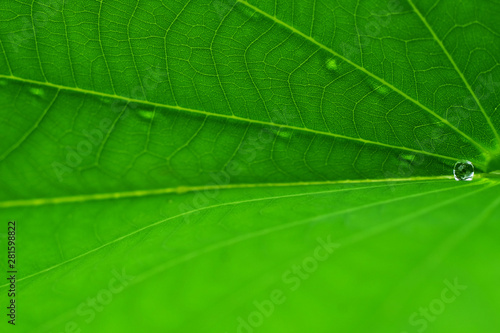 water drop on green leaf closeup