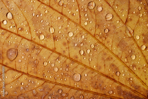 water drop on brown leaf texture