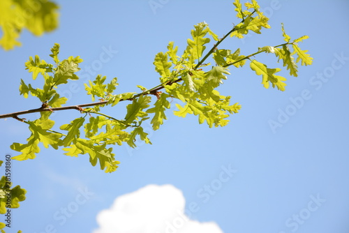 branch of a tree in spring