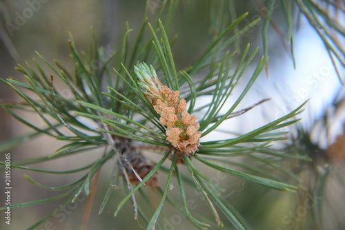 pine tree branch with cones