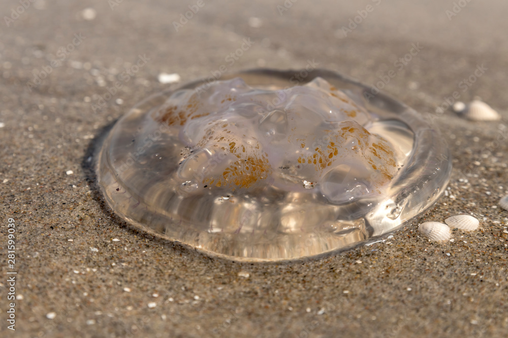 jellyfish is located on the German beach of the Baltic Sea with waves jellyfish is located on the German beach of the Baltic Sea with waves
