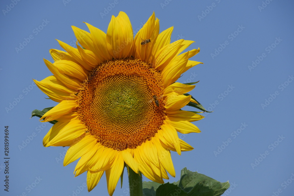 Flowering sunflower against a blue sky background. Closeup. Flowering sunflower against a blue sky background. Closeup.