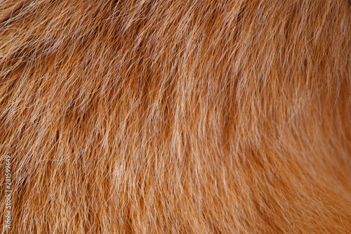 closeup hair dog texture