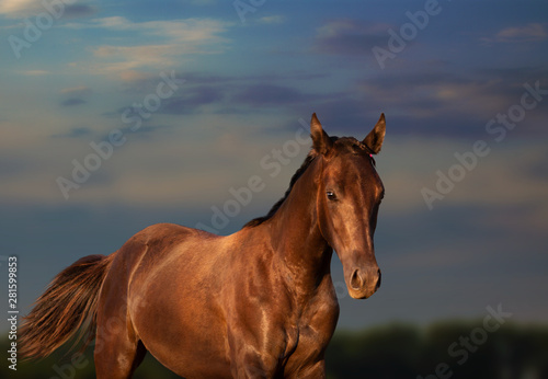 Portrait of the horse © ashva