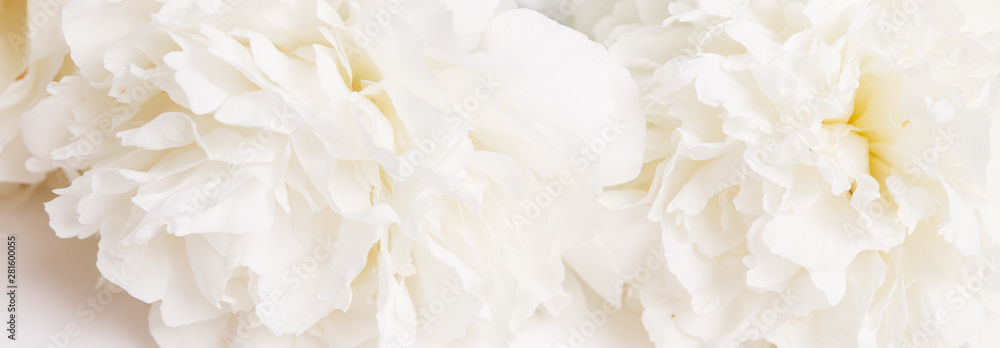 Romantic banner, delicate white peonies flowers close-up. Fragrant pink petals Romantic banner, delicate white peonies flowers close-up. Fragrant pink petals