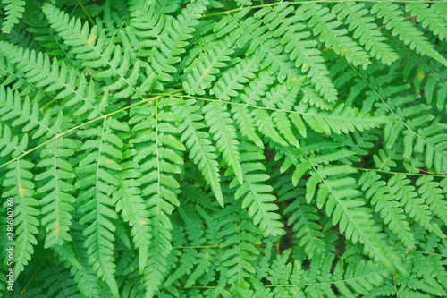 Beautiful fern leaves foliage natural floral background. Perfect fern pattern. Beautiful background of young green fern leaves. Color of kale.