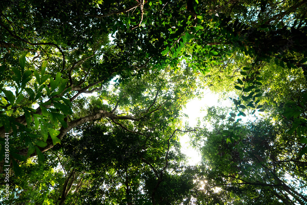 Fototapeta premium bottom view of branch tree in Tropical jungle.forest and environment concept