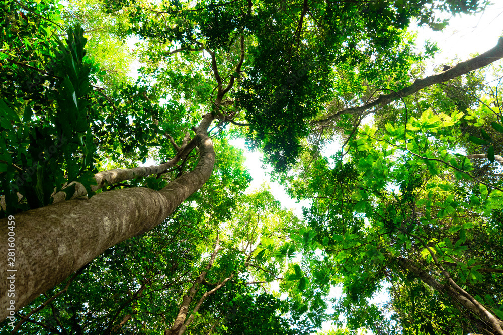 Fototapeta premium bottom view of branch tree in Tropical jungle.forest and environment concept