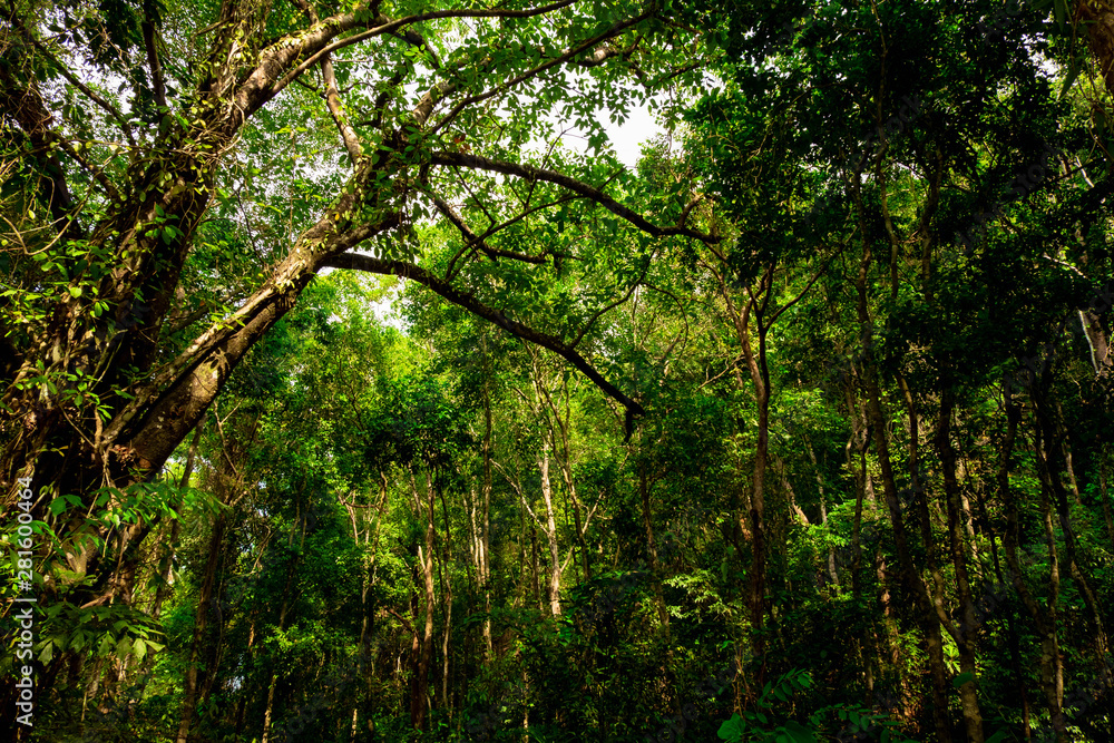 bottom view of branch tree in Tropical jungle.forest and environment concept bottom view of branch tree in Tropical jungle.forest and environment concept