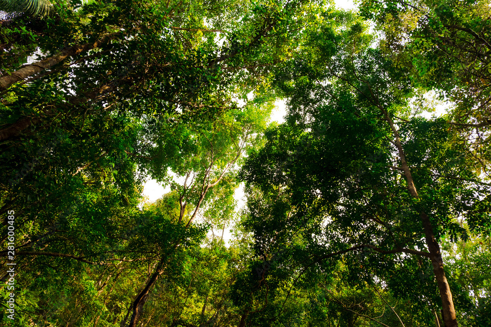 bottom view of branch tree in Tropical jungle.forest and environment concept bottom view of branch tree in Tropical jungle.forest and environment concept