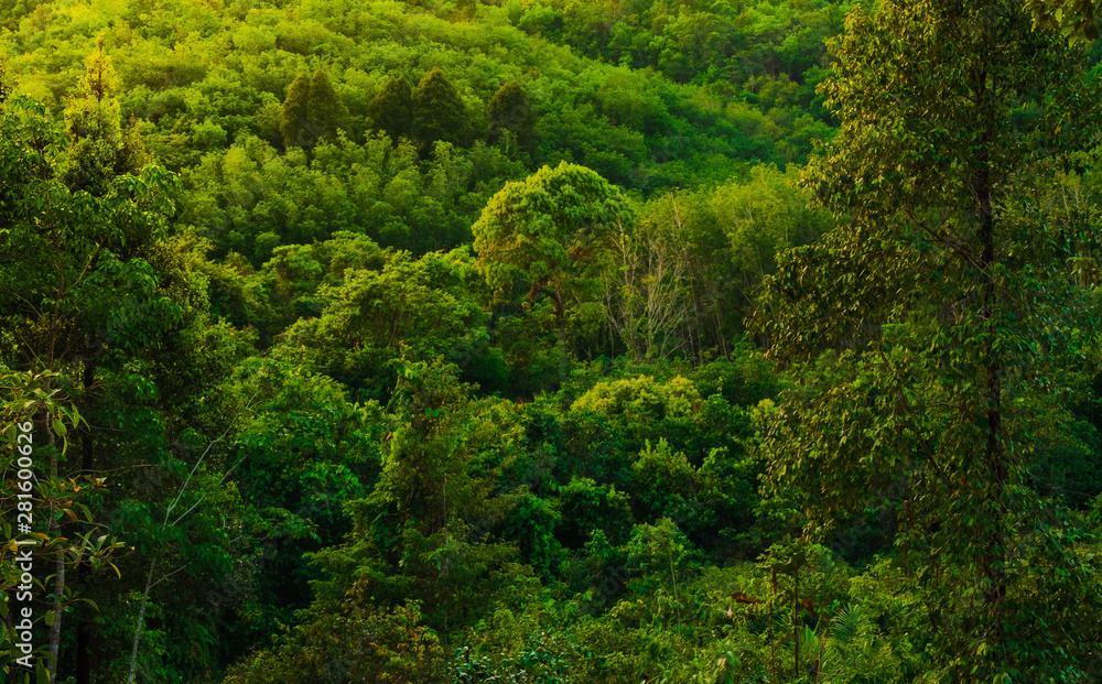 Lush tropical forest background. forest and environment concept Lush tropical forest background. forest and environment concept