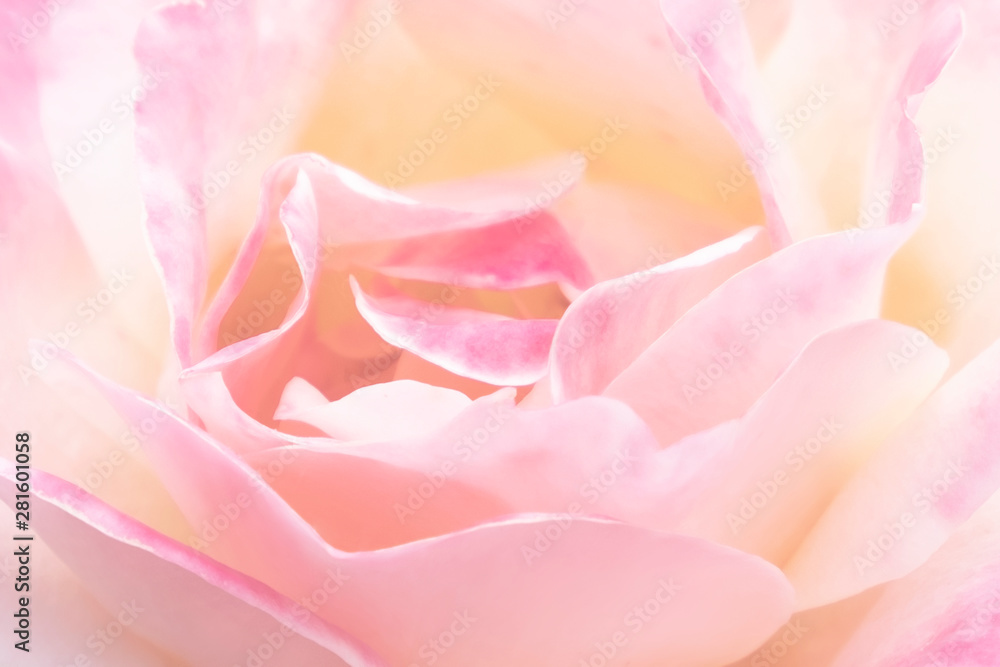 pink rose on black background pink rose on black background