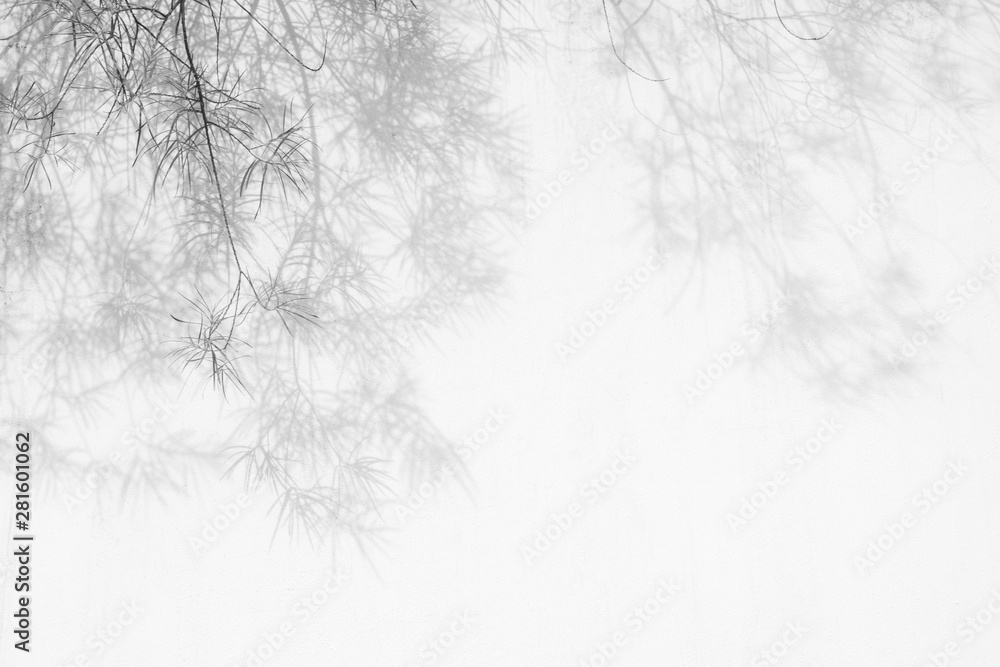 Gray shadow of the tree leaves with desaturated brunches on a white wall. Abstract neutral nature concept blurred background. Space for text.