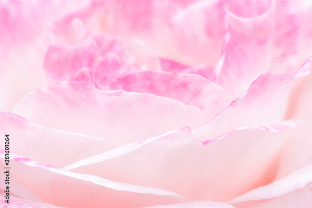pink rose background pink rose background