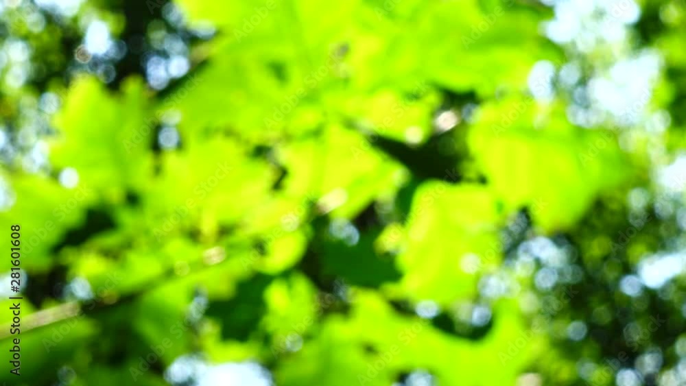 Beams of the sun through leaves of trees. Out of focus. Beams of the sun through leaves of trees. Out of focus.