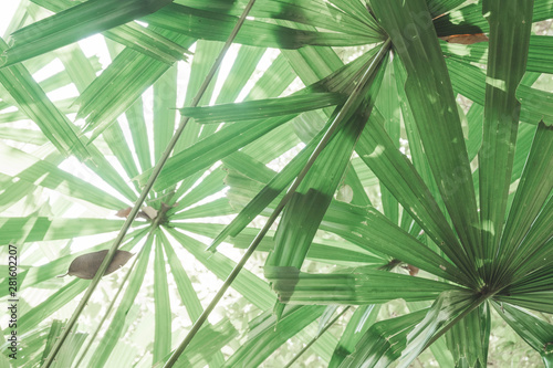 lighting on  Fan Palm leaves in jungle background and wallpaper