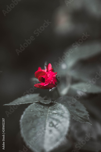 red rose on a black and white background