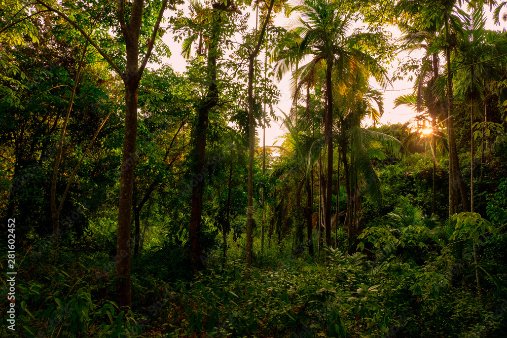 Obraz premium Lush green foliage in tropical jungle of Thailand
