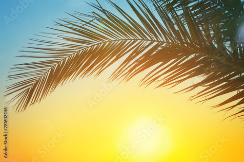 Palm leave against sunset. © Olga Zarytska