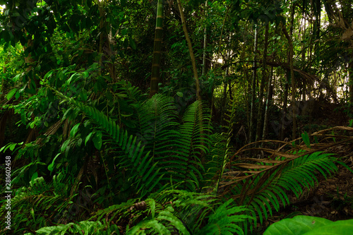 Lush green of fern foliage in tropical jungle of Thailand